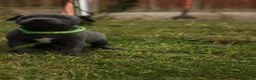 Staffordshire Bull Terrier dogs for sale: Blue KC Registered staffordshire bull terriers  - Advert 10
