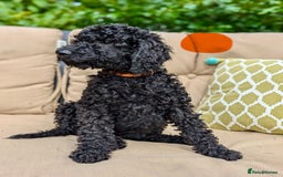 Irish Doodle dogs for sale: Irish Doodle Puppies - Fully Vaccinated- Ready Now - Image 1