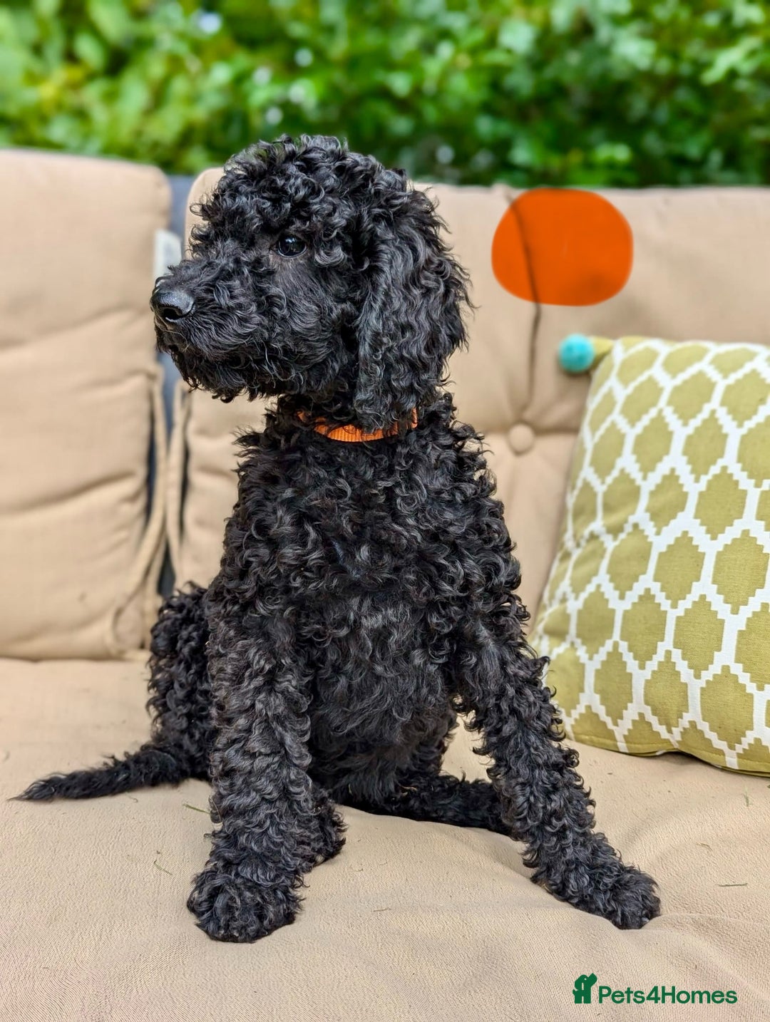 Irish Doodle dogs for sale: Irish Doodle Puppies - Fully Vaccinated- Ready Now - Image 1