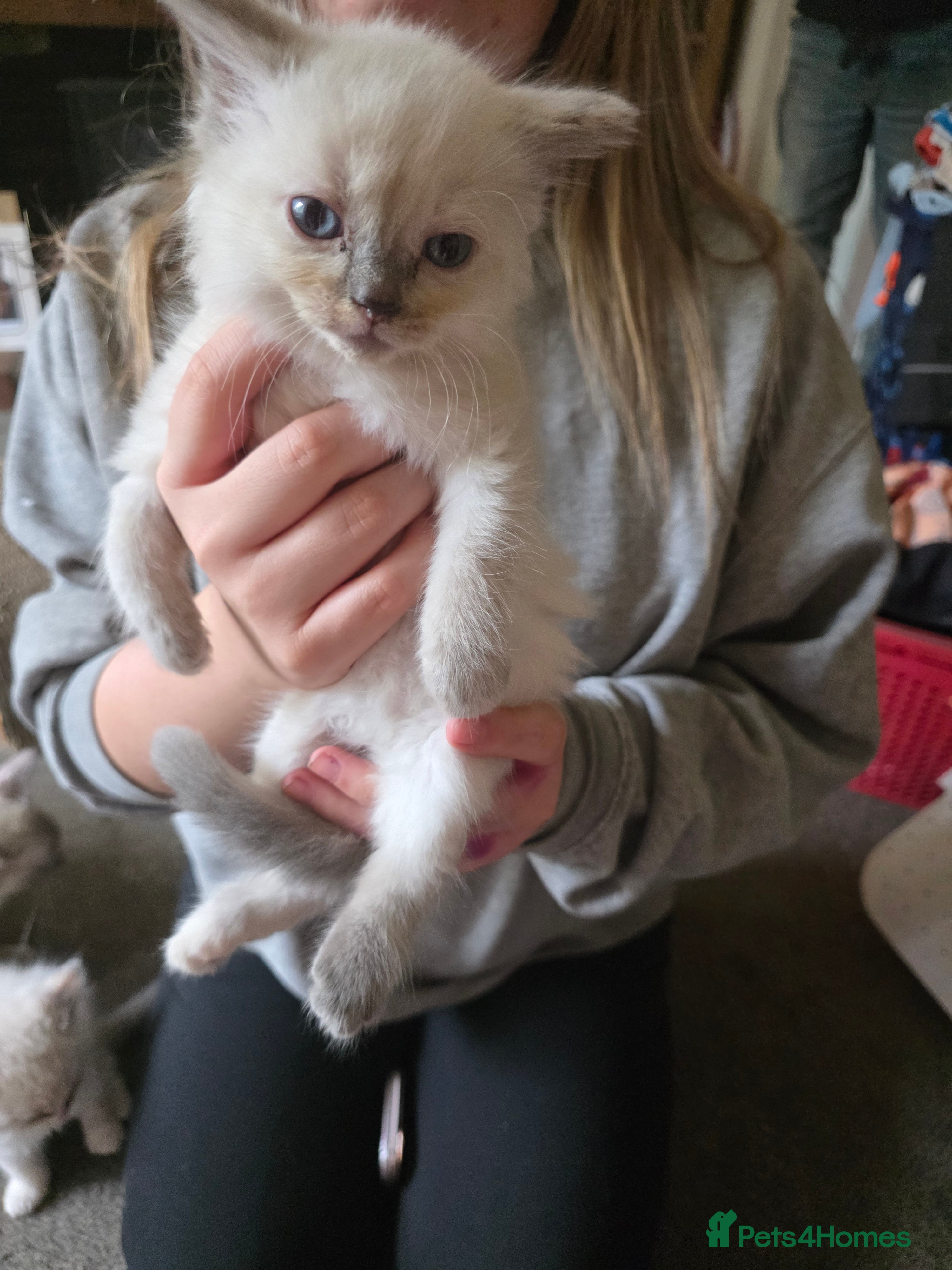 Ragdoll Kitten 5