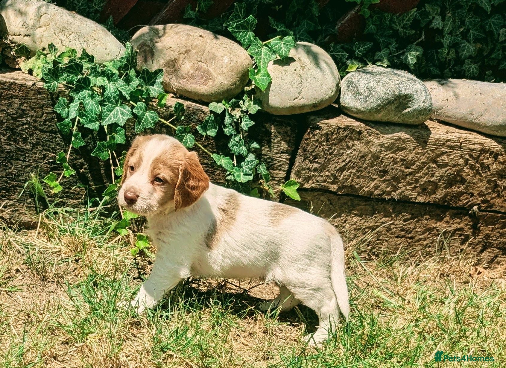 Cockapoo dogs Outstanding F1b Cockapoo Puppies 🌟 - Advert 13