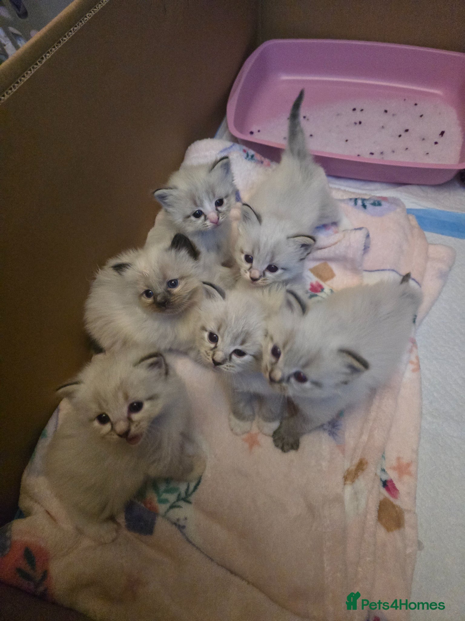 Ragdoll cats Beautiful Ragdoll kittens - Advert 4