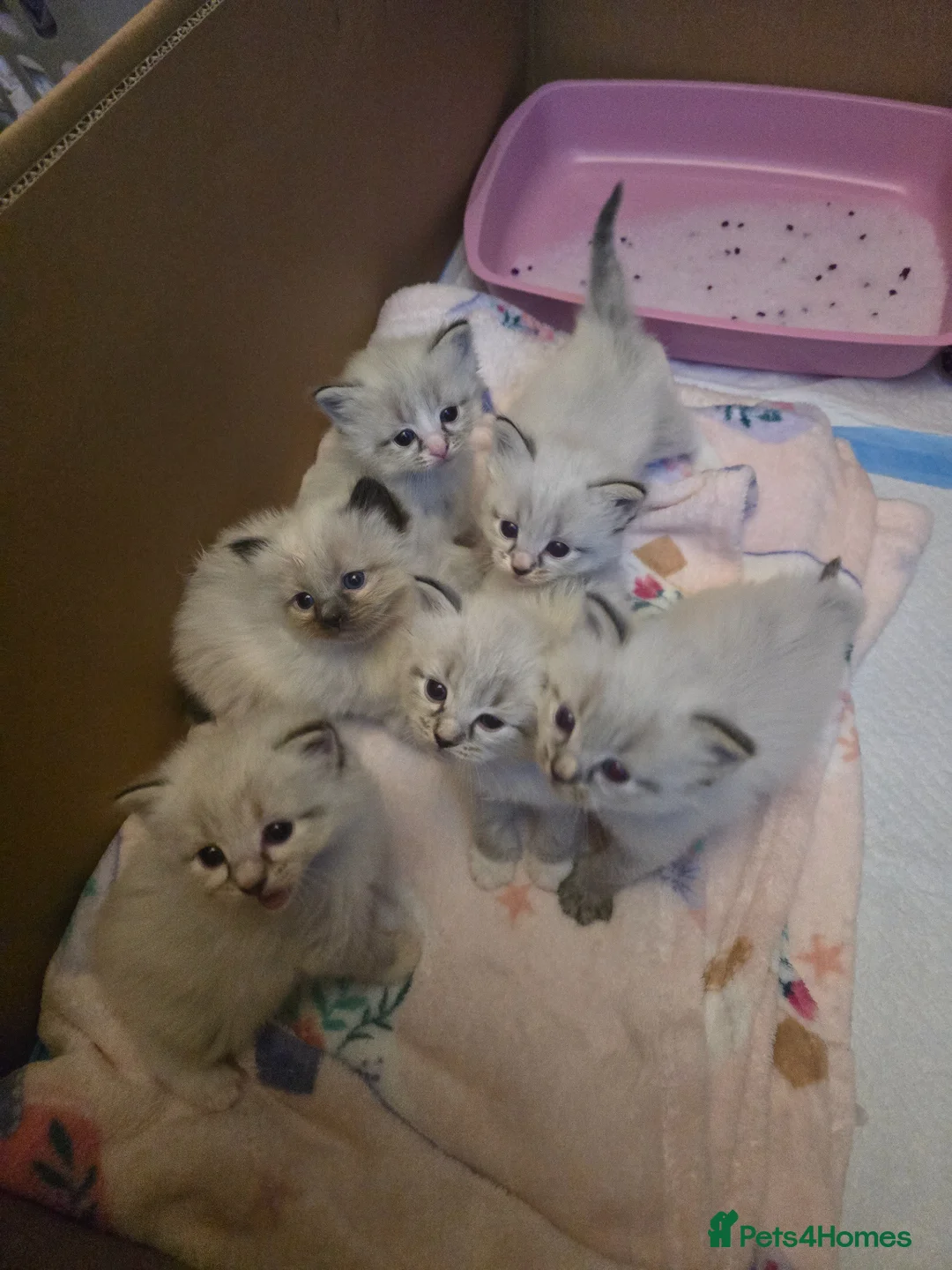 Ragdoll cats for sale: Beautiful Ragdoll kittens in Knottingley - Advert 2