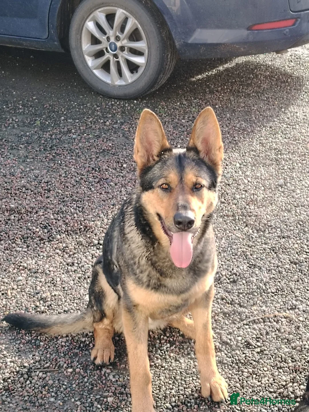 German Shepherd dogs for sale: German shepherd for sale - Advert 2