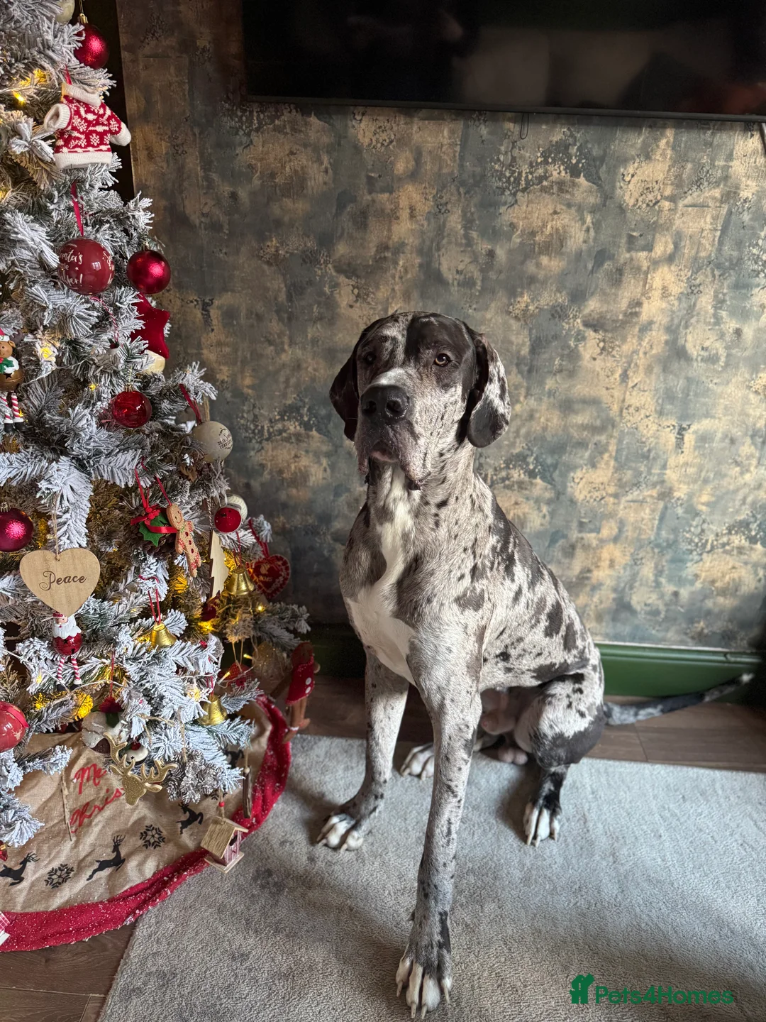 Great Dane dogs for sale: KC registered Great Dane pups due soon. - Advert 9