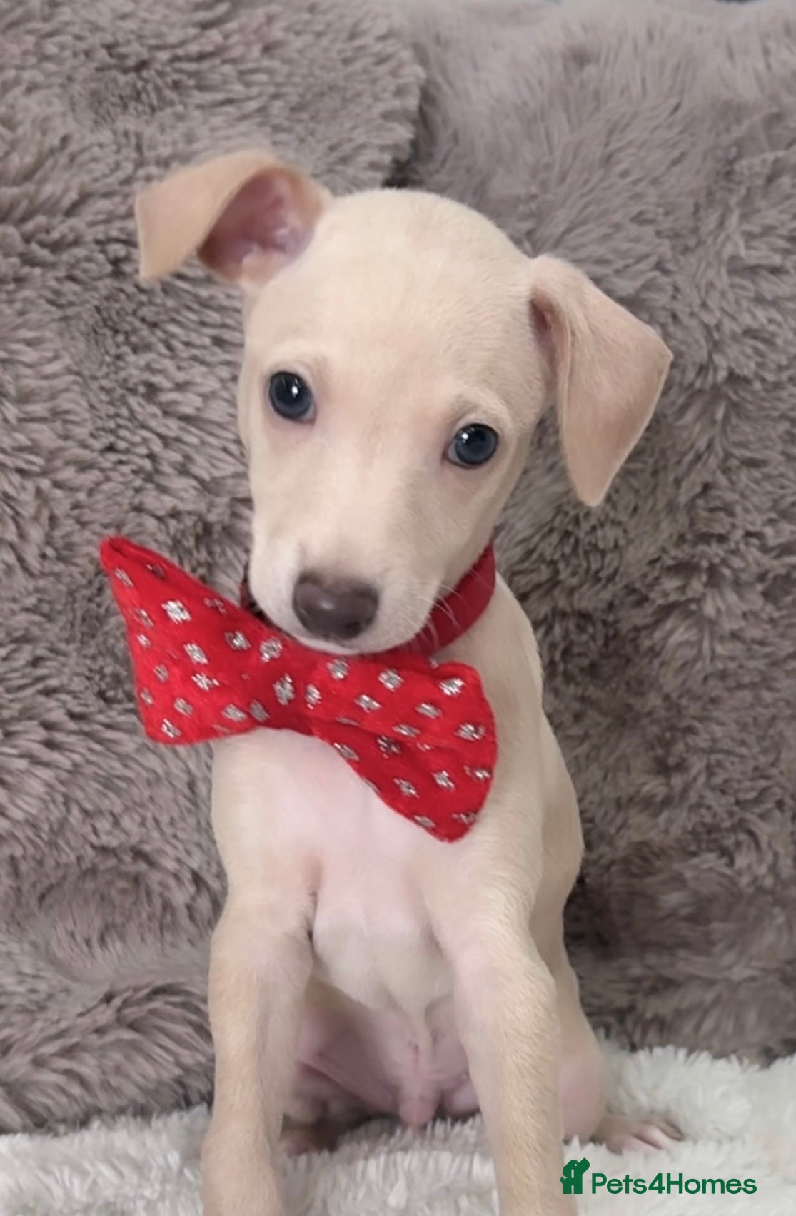 Italian Greyhound dogs Exceptionally Well-Bred Italian Greyhound Puppies - Advert 13