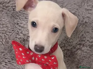 Italian Greyhound dogs Exceptionally Well-Bred Italian Greyhound Puppies - Advert 13