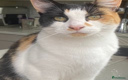 Mixed Breed cats for sale: Gorgeous little lady needs new home - Image 2