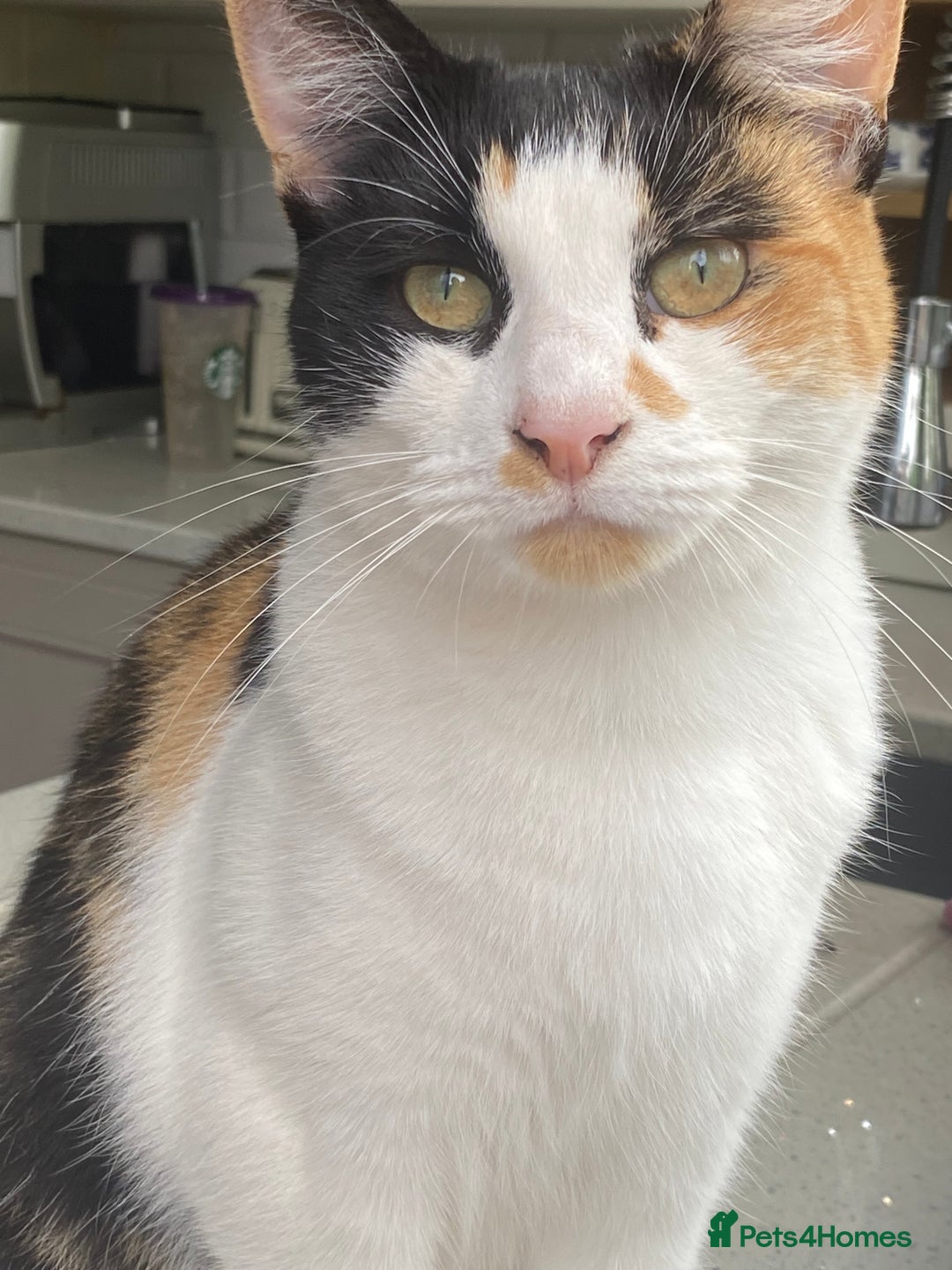 Mixed Breed cats for sale: Gorgeous little lady needs new home - Image 2