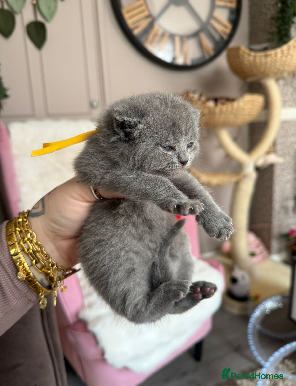 British Shorthair cats British Shorthair Kittens Champion Line 😻🥇🏆 - Advert 3