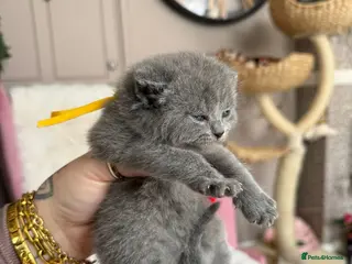 British Shorthair cats British Shorthair Kittens Champion Line 😻🥇🏆 - Advert 3