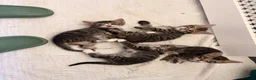 Domestic Shorthair cats for sale: Beautiful little kittens - Advert 13