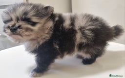 Pomeranian dogs for sale: Beautiful litter xxsmall teddy bear poms  - Image 4