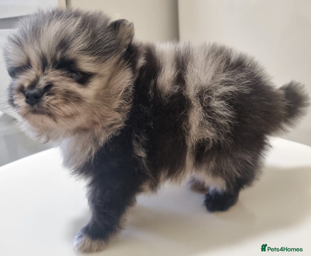Pomeranian dogs for sale: Beautiful litter xxsmall teddy bear poms  - Image 4