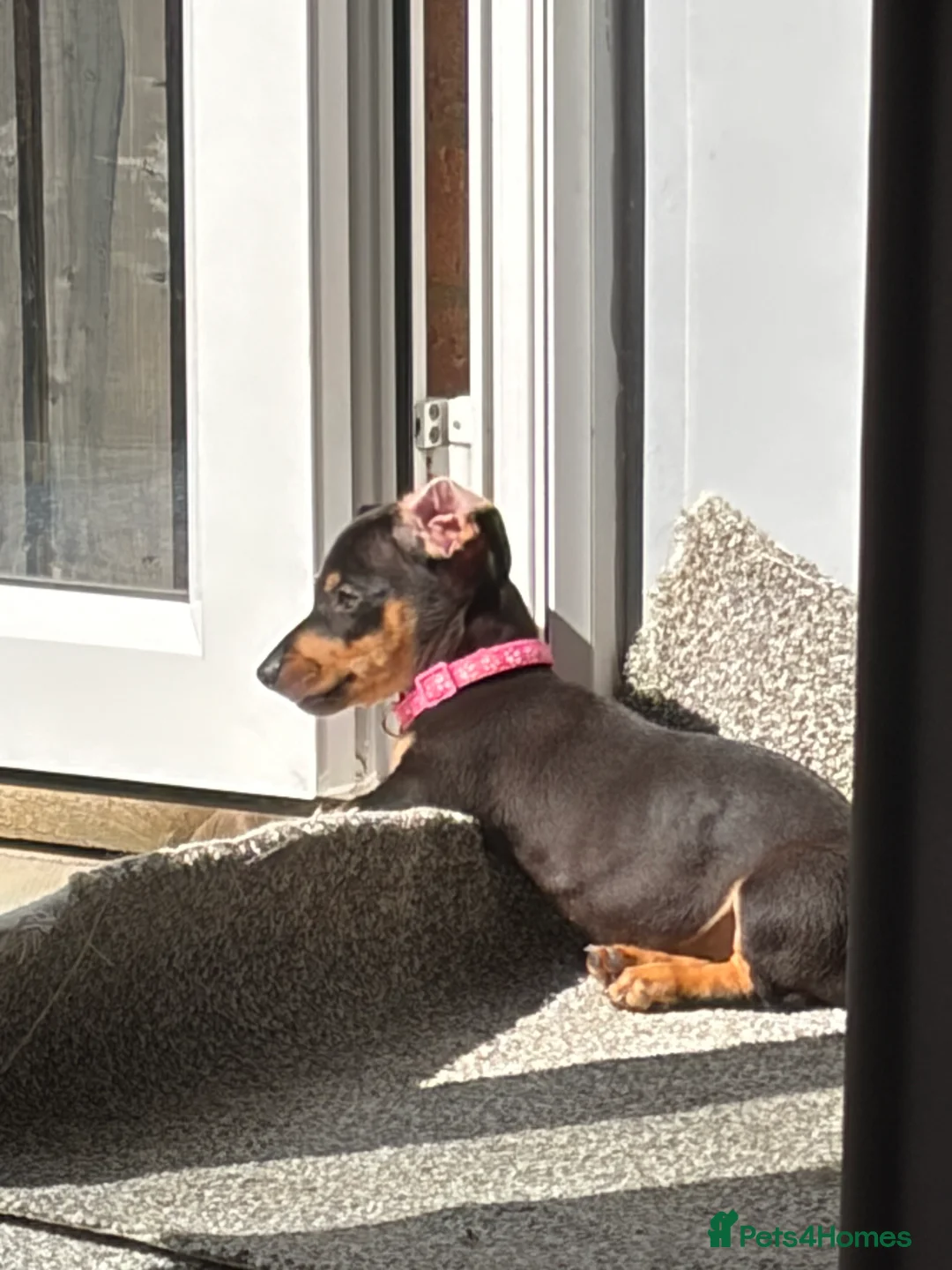 Dachshund dogs for sale: dachshund puppy  - Advert 3