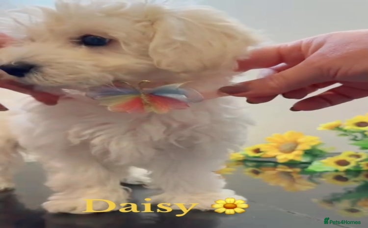 Maltipoo dogs Daisy 🌼 Beautiful White Maltipoo girl ready to go - Advert 10