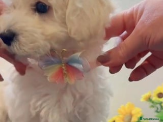 Maltipoo dogs Daisy 🌼 Beautiful White Maltipoo girl ready to go - Advert 17