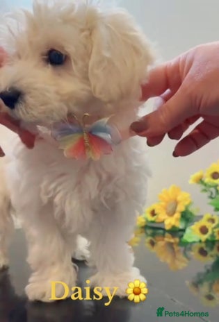 Maltipoo dogs Daisy 🌼 Beautiful White Maltipoo girl ready to go - Advert 10
