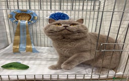 British Shorthair cats for sale: Solid Gccf lilac boy  - Image 6
