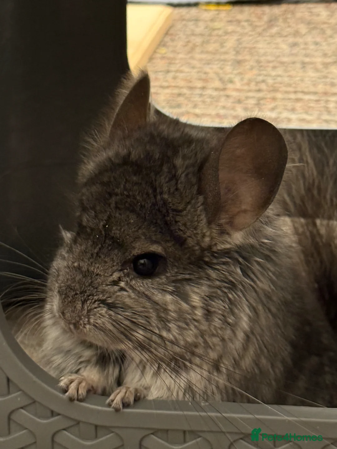 Chinchilla rodents for sale: Dark Grey (RPA) Angora Chinchilla - Advert 2