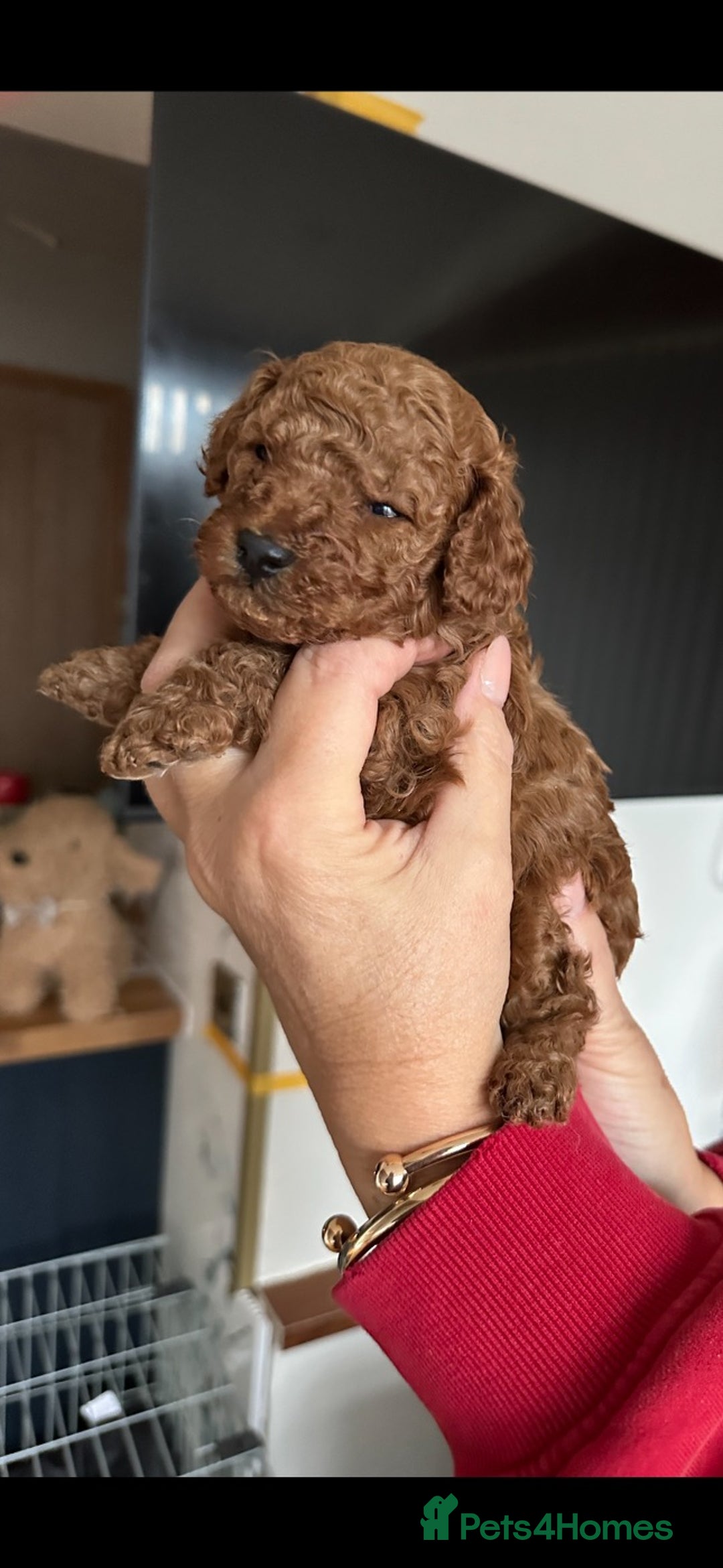 Toy Poodle dogs for sale: Red Toy poodle - Advert 4