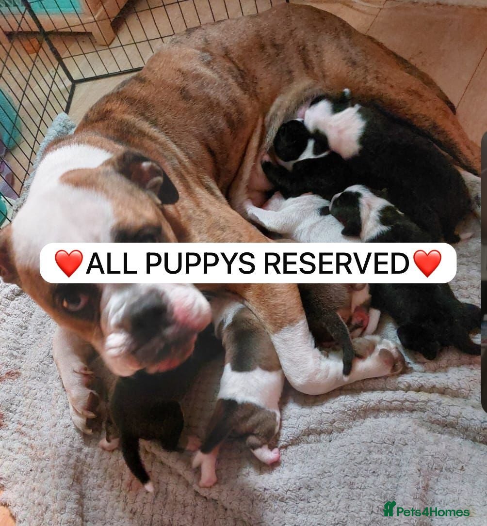 Mixed Breed dogs Olde tyme bulldog border collie cross puppies  - Advert 6