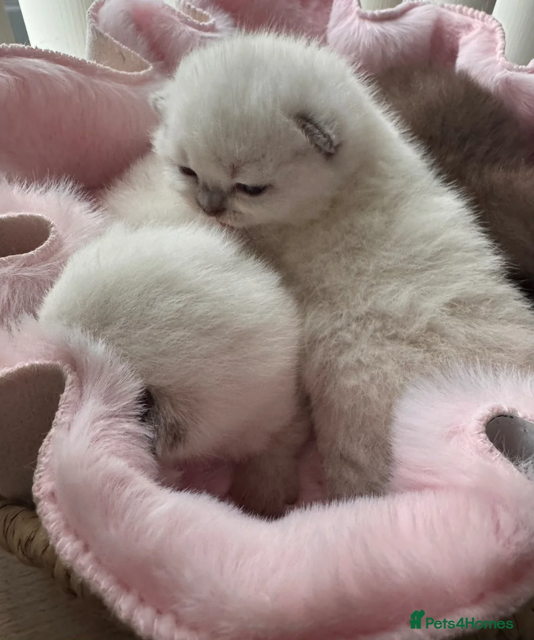 British Shorthair cats for sale: British shorthair kittens  - Advert 2
