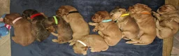 Cocker Spaniel dogs for sale: 🌟KC Registered Show-Type Cocker Spaniel Puppies🌟 - Advert 2