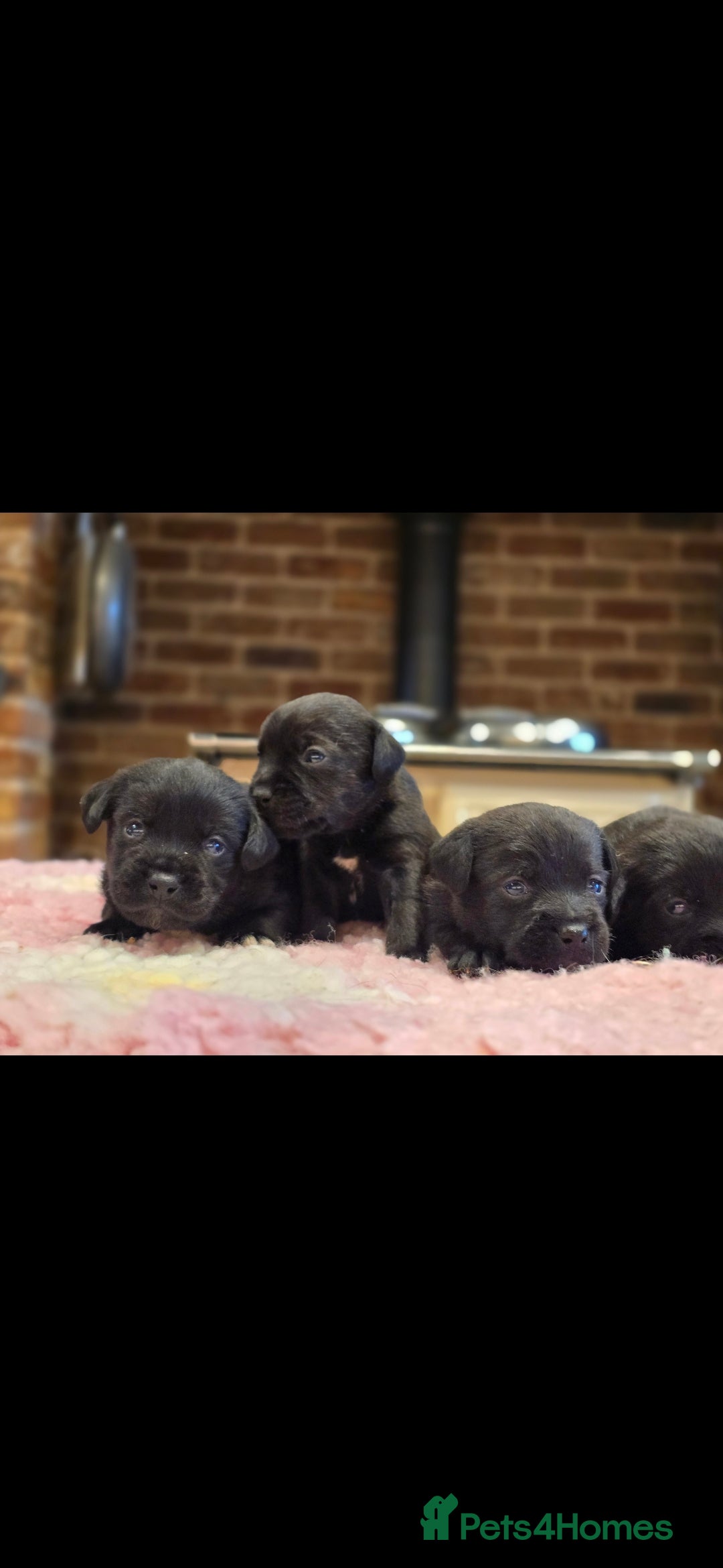 Mixed Breed dogs for sale: Border terrier cross patterdale terrier - Advert 6