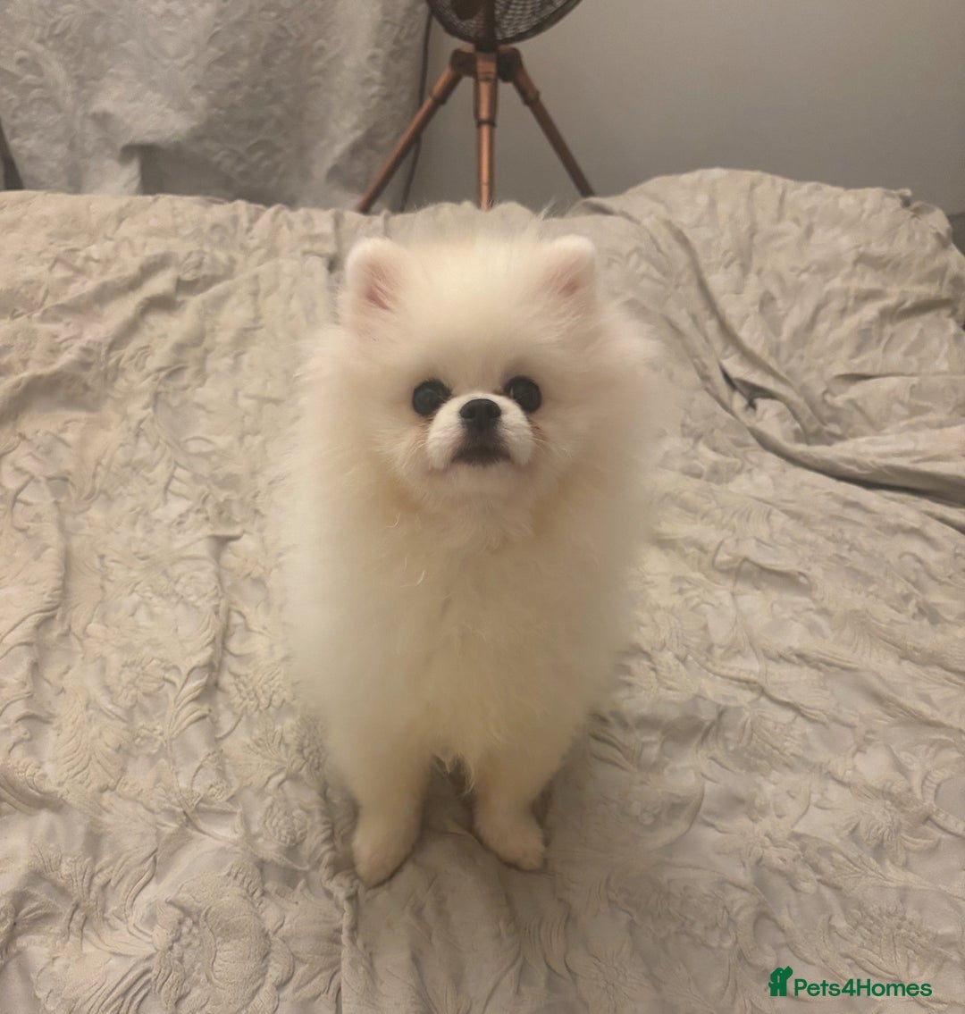 Pomeranian dogs for sale: Pomeranians  - Advert 2