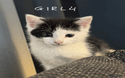 Mixed Breed cats for sale: Lovely kittens - Image 6