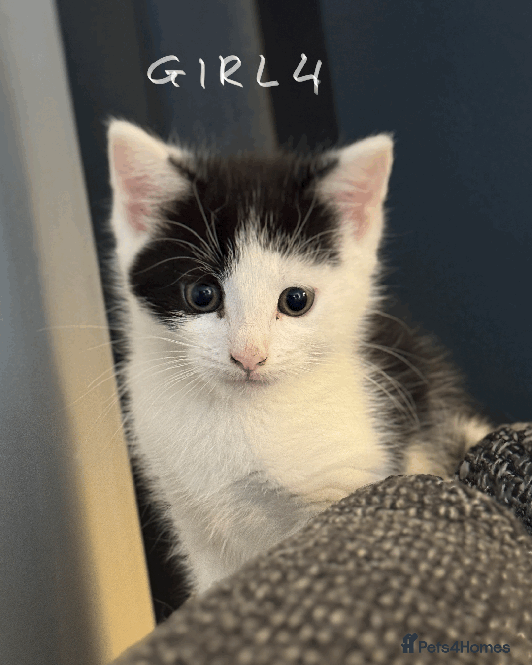 Mixed Breed cats for sale: Lovely kittens - Image 6