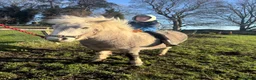 Dartmoor horses for sale: Nutmeg 10.1hh unbroken Dartmoor pony mare- 4yrs - Advert 3