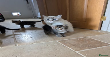 Ragdoll cats - Advert 5