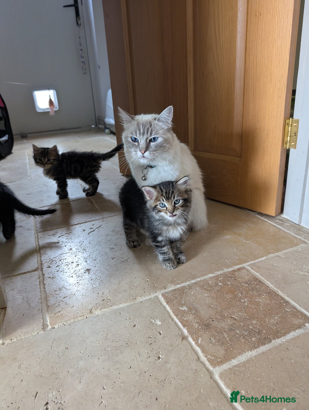 Ragdoll cats for sale: Tabby or black Ragdoll x kittens - Image 2