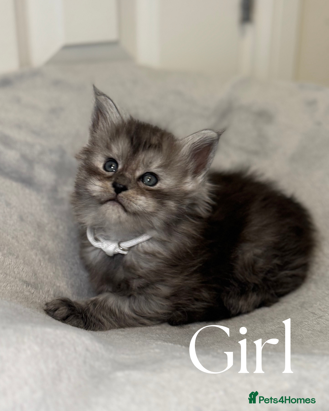 Maine Coon cats for sale: Champion blood line mainecoon kittens  - Advert 5