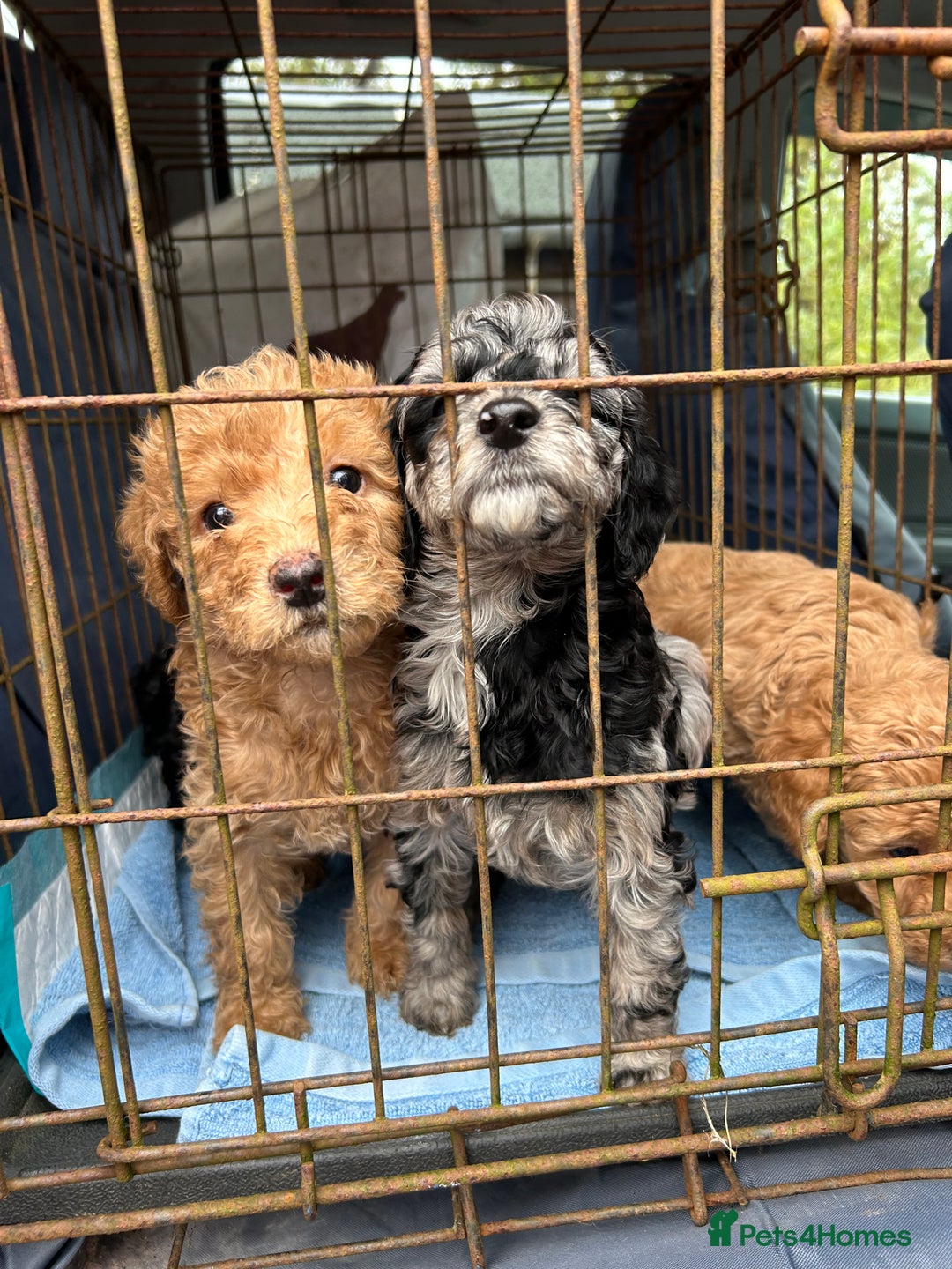 Labradoodle dogs for sale: F1b miniature labradoodle  - Image 7