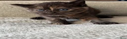 Mixed Breed cats for sale: 4 beautiful kittens  - Advert 11