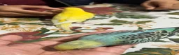Budgerigars birds for sale: Two Budgies with Cage and Accessories in London - Advert 5