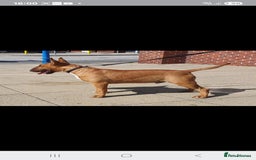 English Bull Terrier dogs for stud: Proven Bull Terrier studs x 2 - Image 4