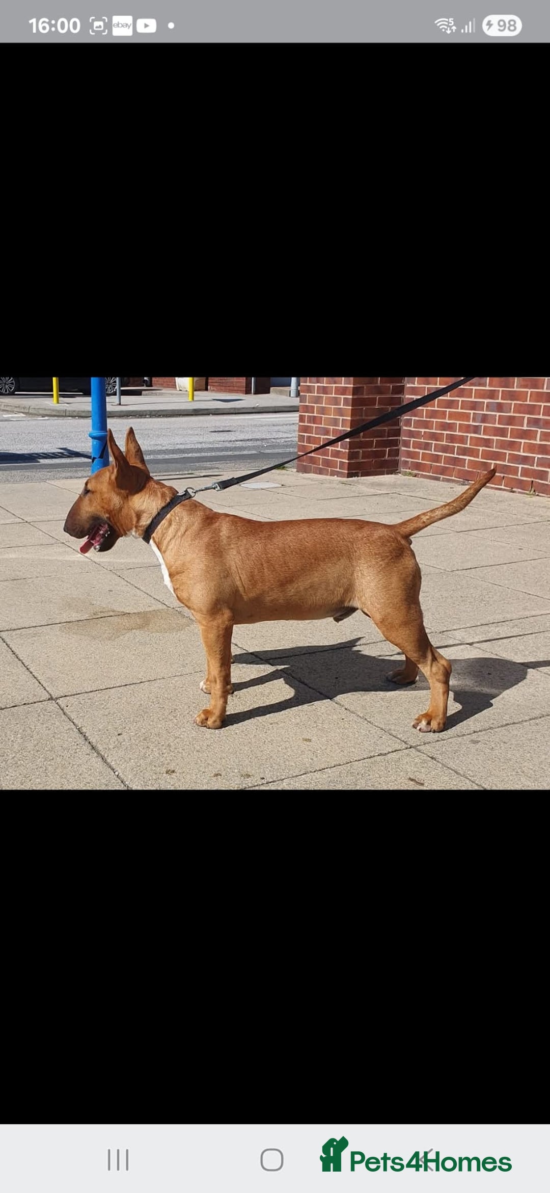 English Bull Terrier dogs for stud: Proven Bull Terrier studs x 2 - Image 4