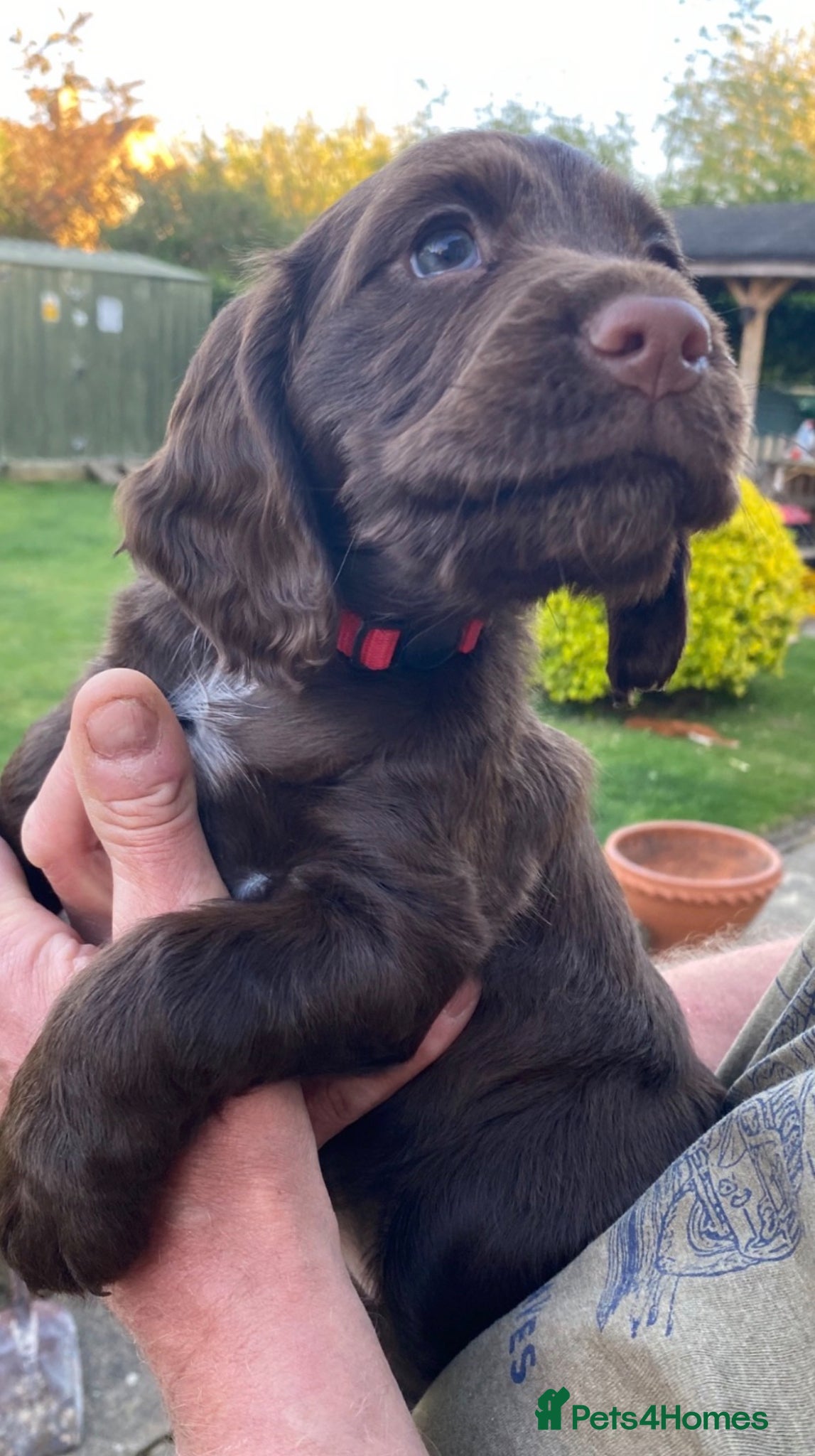 Cocker Spaniel dogs Working cocker spaniels - Advert 18
