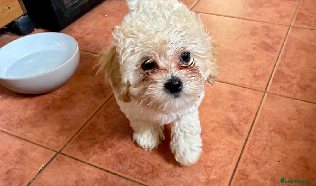 Shihpoo dogs for sale: Fluffy Teddybear pups - 2 boys left - Cute Shihpoo in Burnham-on-Crouch - Image 3