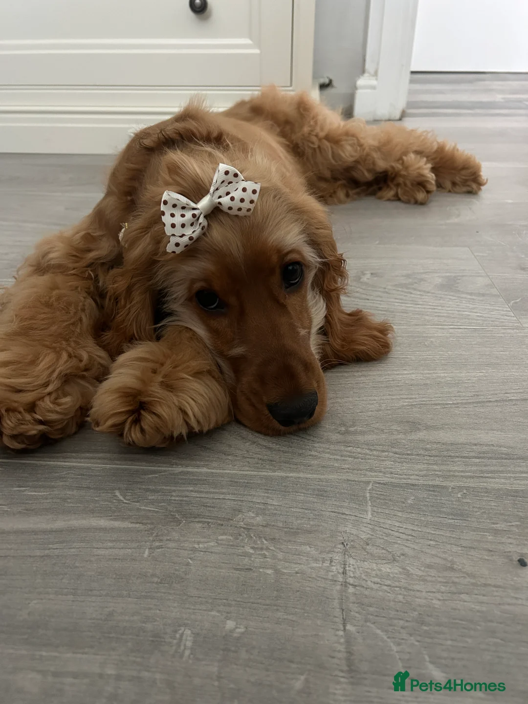 Cocker Spaniel dogs for sale: 🩷 6 Month Show Type Cocker Spaniel 🩷 - Advert 2