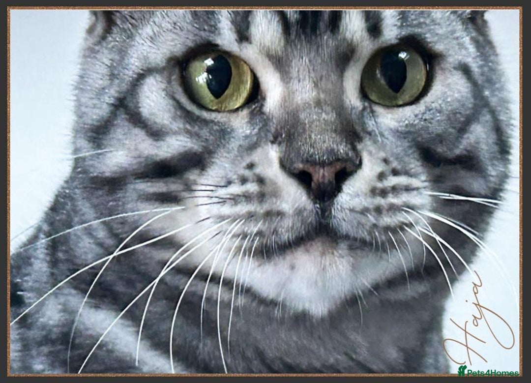 Bengal cats for sale: Silver Spotted Bengal Siblings Haja And Tala - Image 23