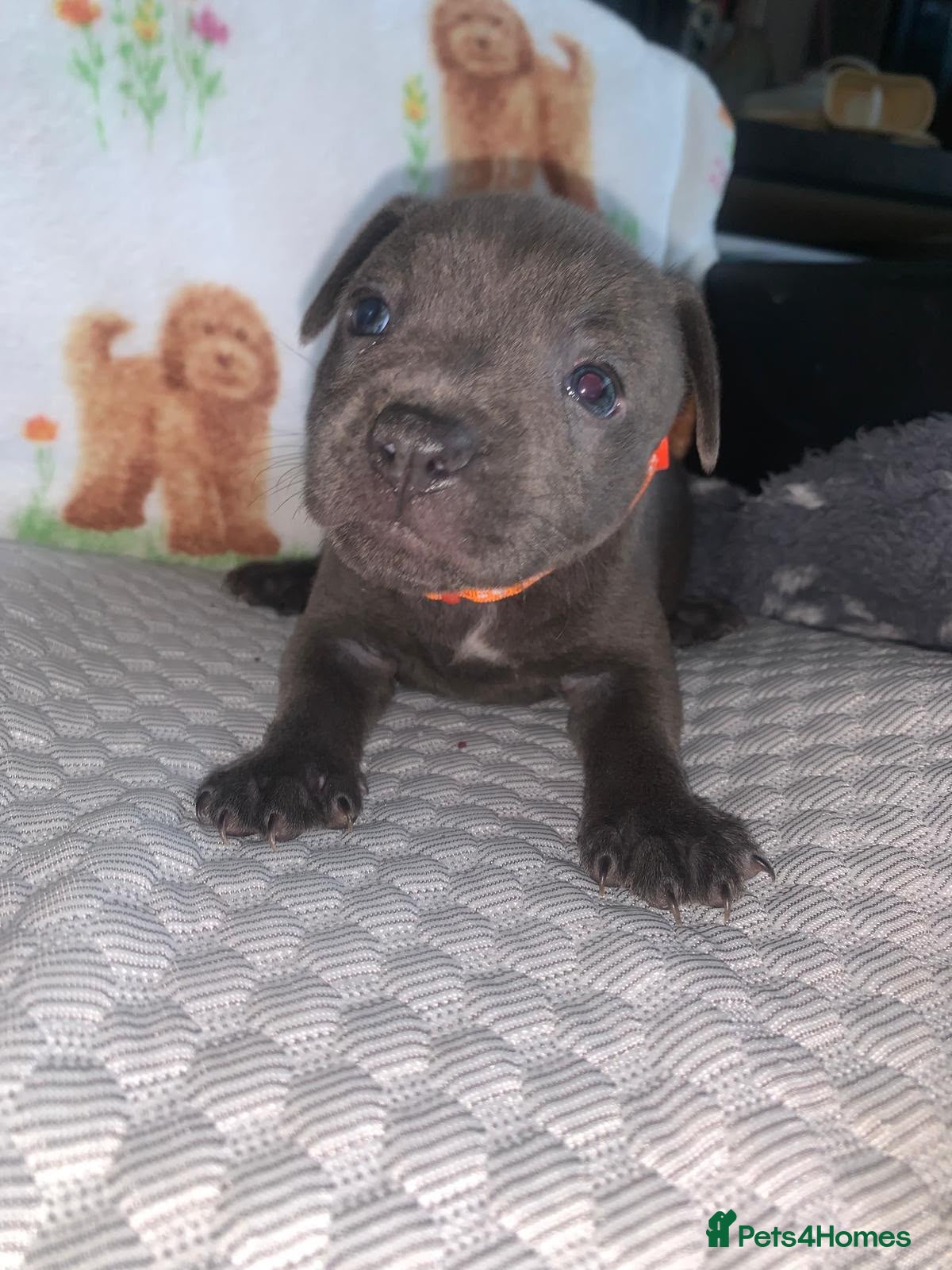 Staffordshire Bull Terrier dogs Blue staff puppies - Advert 2