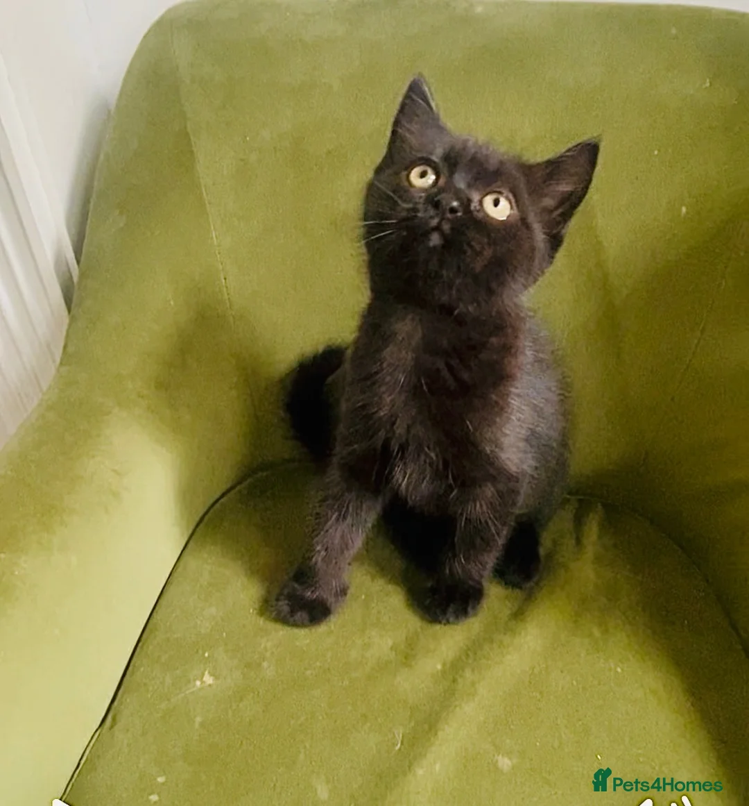 Persian cats for sale: Last gorgeous Himalayan persian kitten  - Advert 2