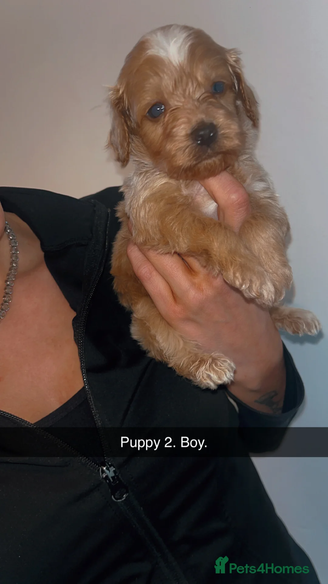 Cockapoo dogs for sale: Cockapoo Puppies - Advert 2