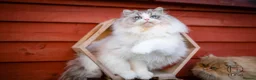 Ragdoll cats for sale: GCCF Champion line kittens available - Advert 11