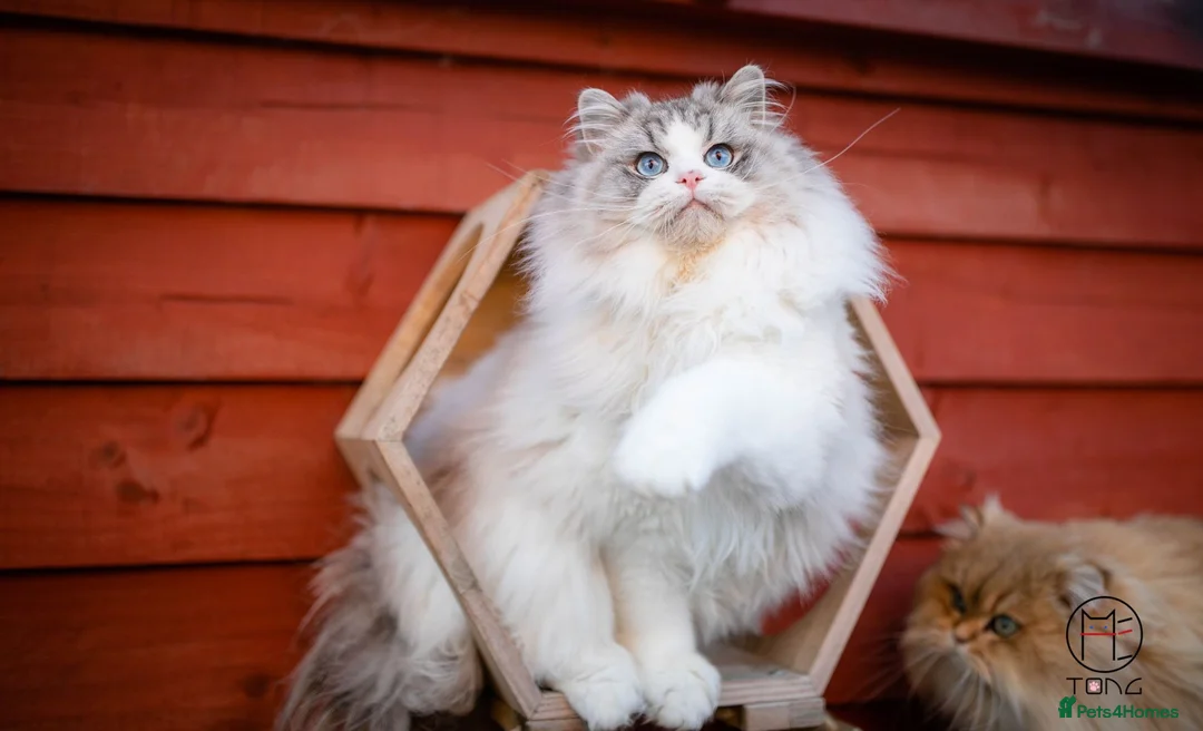 Ragdoll cats for sale: GCCF Champion line kittens available - Advert 11